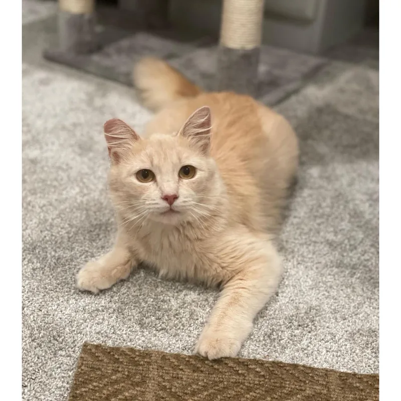 A baby medium-sized female Domestic Medium Hair cat named Yammy for adoption in Morgan Hill, CA