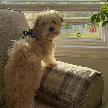 A baby small-sized male White / Cream Havanese dog named Teddy for adoption in Hinsdale, IL