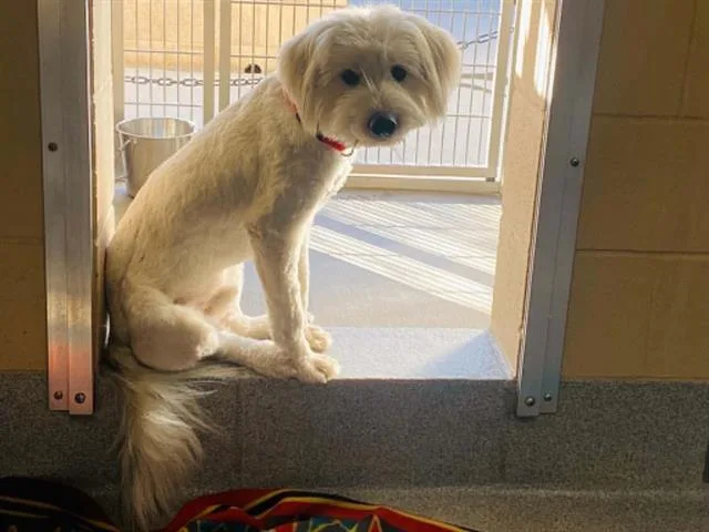 A young medium-sized male Wheaten Terrier dog named Calvin for adoption in Tustin, CA