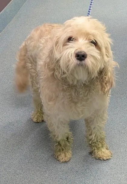 An adult medium-sized male Maltese dog named Harrison for adoption in Taylorsville, NC
