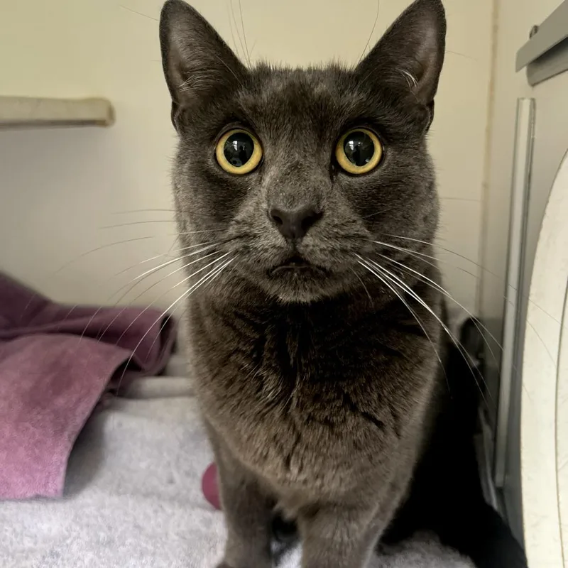 An adult medium-sized female Gray / Blue / Silver Domestic Short Hair cat named Lilah for adoption in Newark, NJ