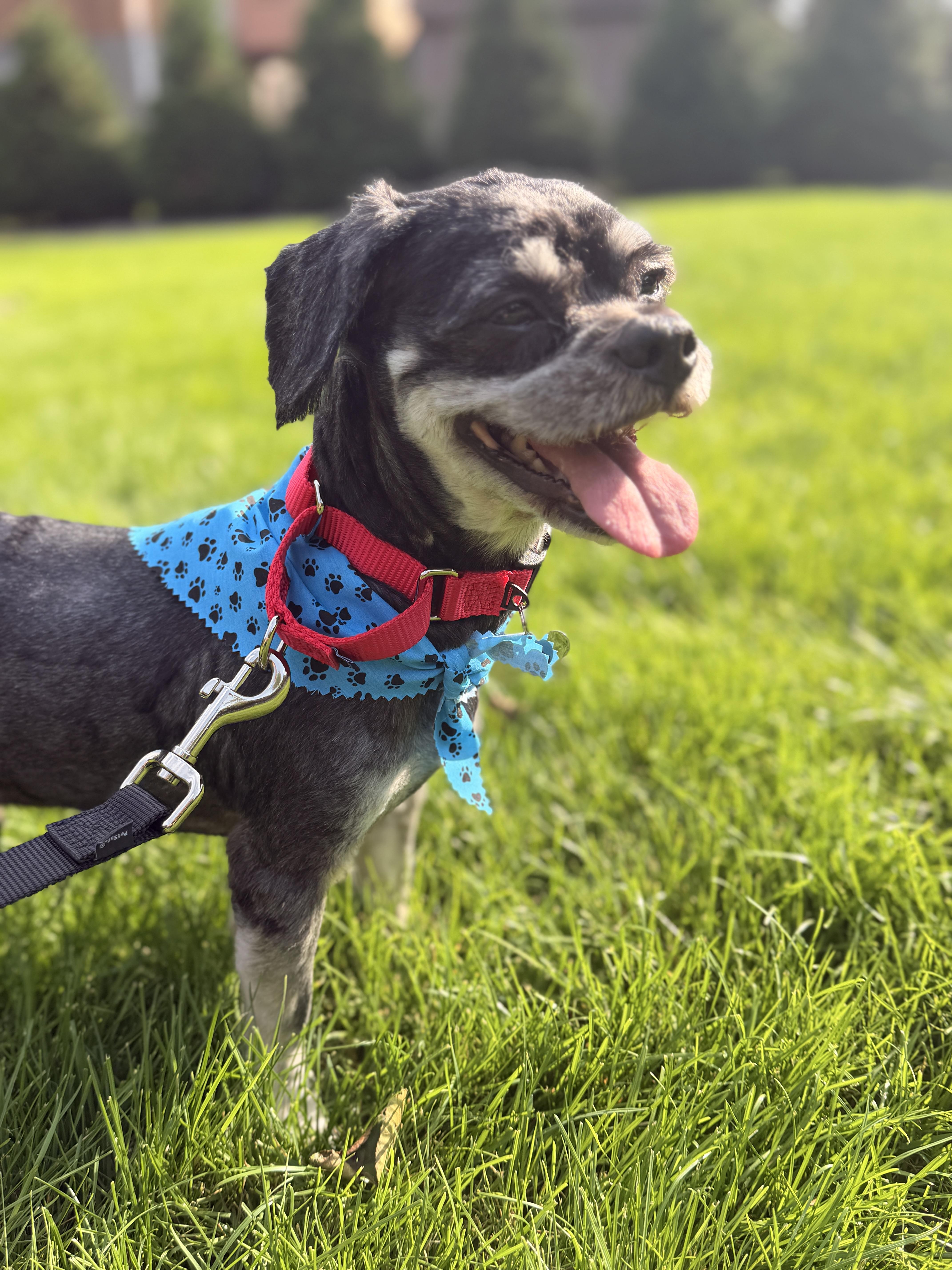 An adult small-sized male Schnoodle dog named Pawlo for adoption in Thornwood, NY