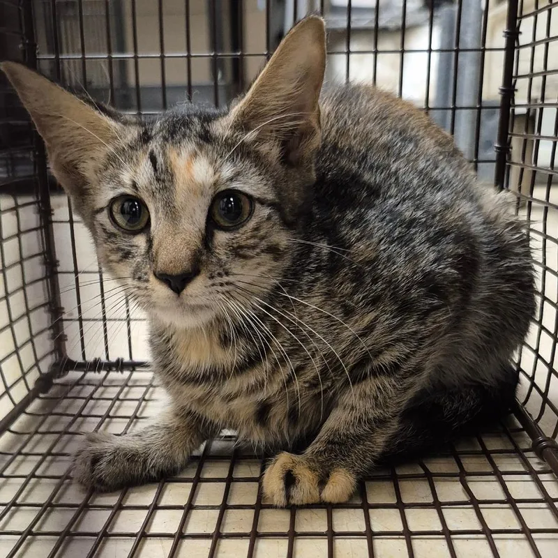 A baby small-sized female Brown / Chocolate Domestic Short Hair cat named 66698 for adoption in Lake Panasoffkee, FL