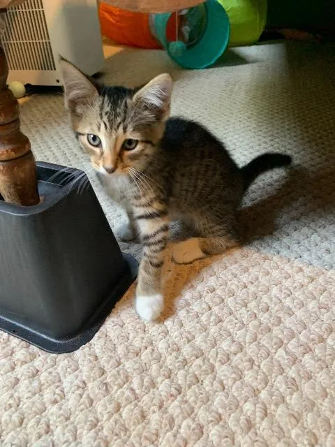A baby medium-sized male Domestic Short Hair cat named Mr. Darcey for adoption in Pawtucket, RI