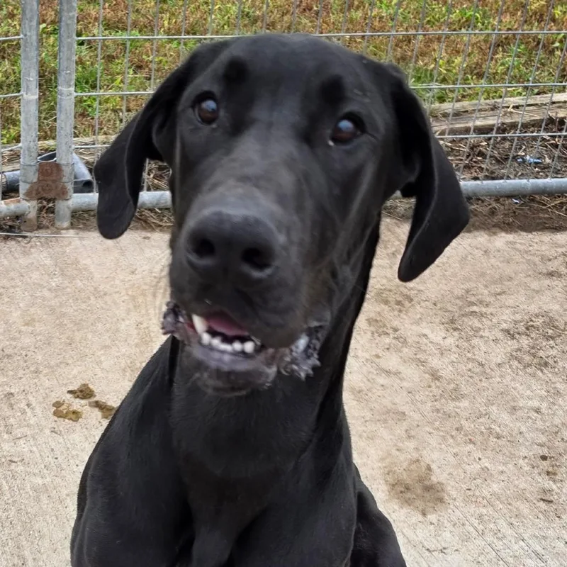 A young large-sized male Great Dane dog named Oba for adoption in Grinnell, IA