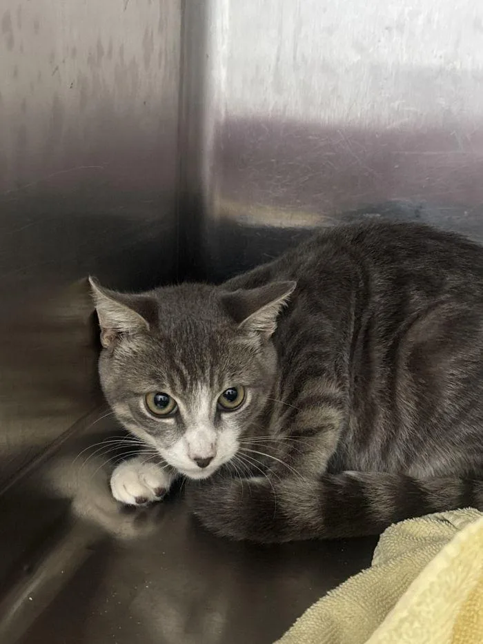 A young small-sized male Gray & White Domestic Short Hair cat named Jimothy for adoption in Hilton Head Island, SC