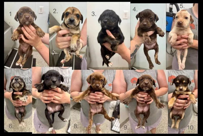 A baby small-sized female Terrier dog named Pup Litter for adoption in Maiden, NC
