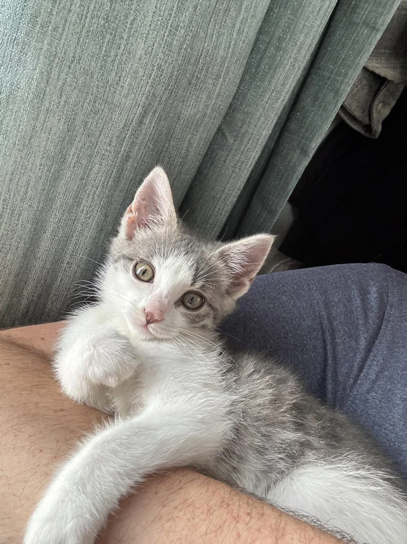 A baby medium-sized female Gray & White Domestic Short Hair cat named Peanut for adoption in Georgetown, KY