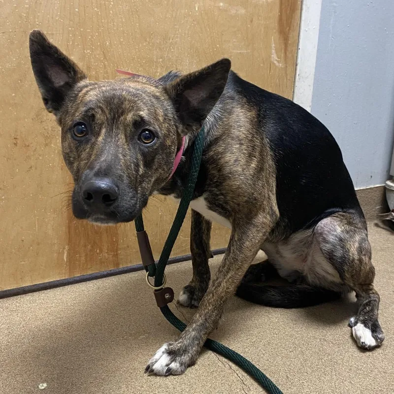 An adult medium-sized female Brindle Mixed Breed dog named Swirl for adoption in Chattanooga, TN