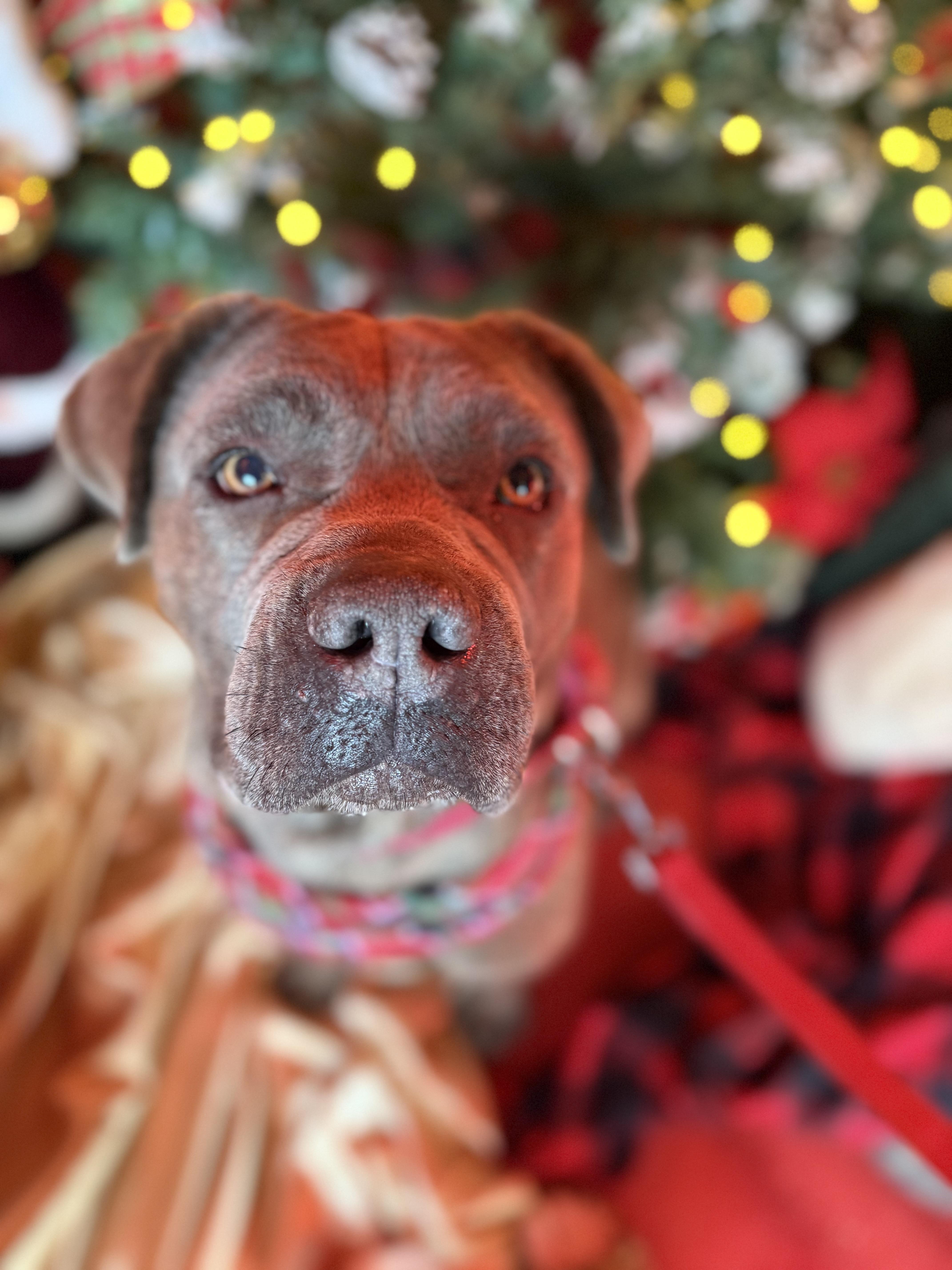 A young medium-sized male Gray / Blue / Silver Cane Corso dog named Camacho Handsome Cane Corso for adoption in Acton, CA