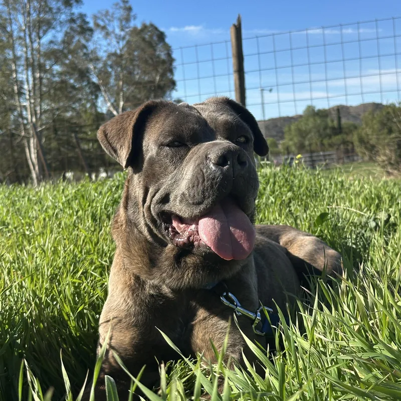 Camacho Handsome Cane Corso thumbnail 3