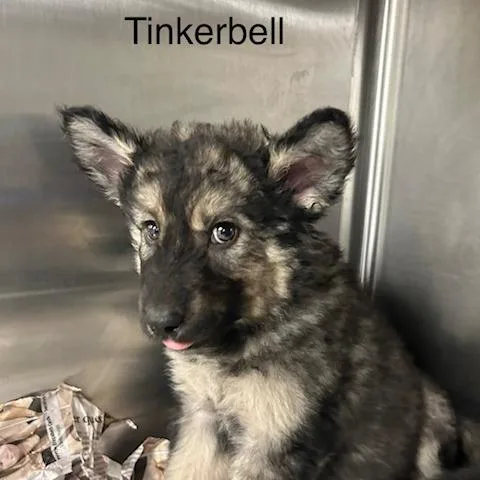 Tinker Bell