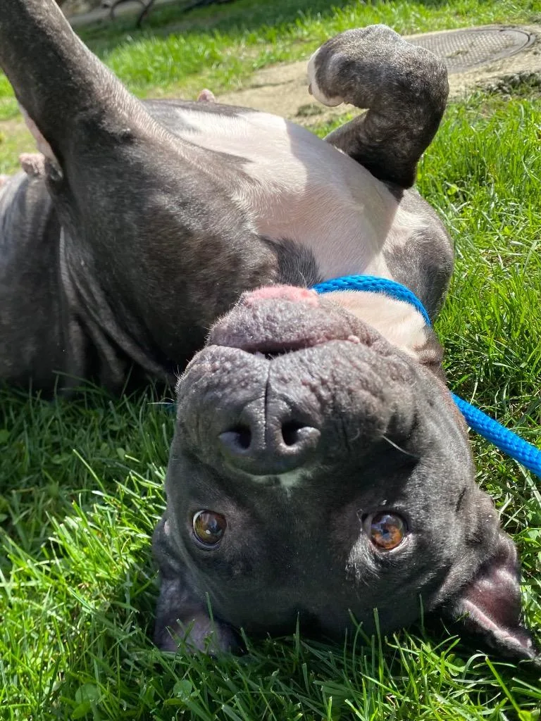 A senior medium-sized female Pit Bull Terrier dog named Terah for adoption in Fall River, MA