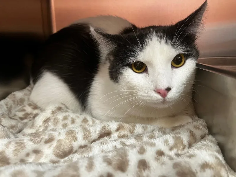 A young medium-sized male Domestic Short Hair cat named A Boy Named Sue for adoption in Logan, UT
