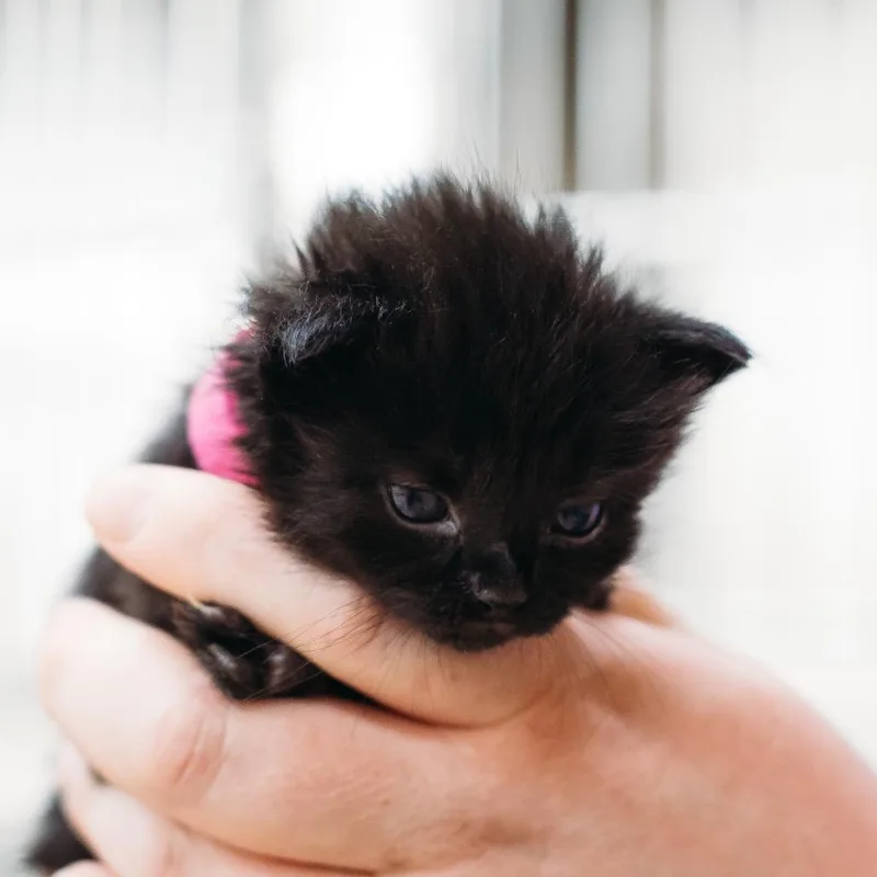 A baby small-sized female Black Domestic Short Hair cat named Olive for adoption in Parrish, AL