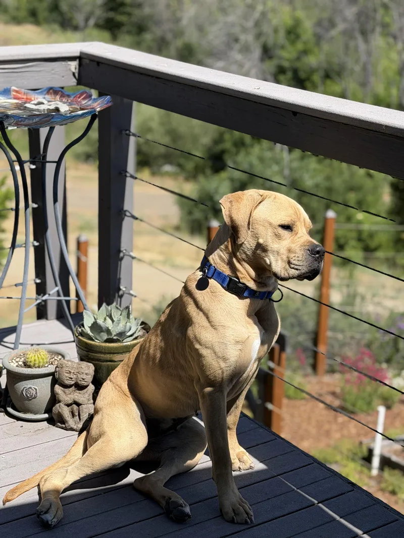 An adult large-sized female Apricot / Beige American Bully dog named Chalupa for adoption in Ashland, OR