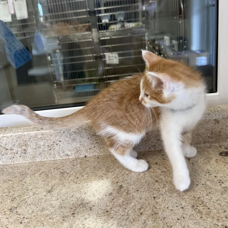 A baby medium-sized female Tabby (Orange / Red) Domestic Short Hair cat named Pepita for adoption in La Crescent, MN