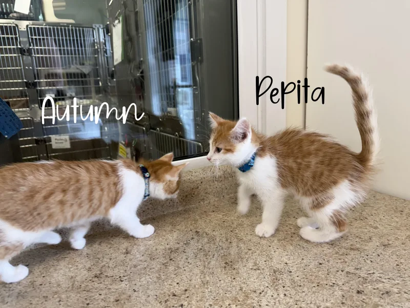 Pepita thumbnail 5