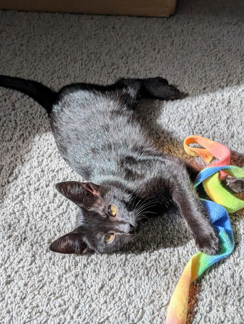A baby large-sized male Black Domestic Short Hair cat named William Murderface and Toki for adoption in Seattle, WA
