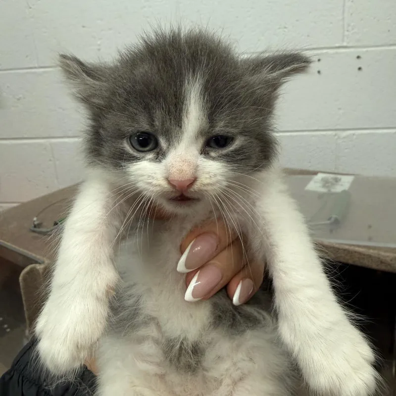 A baby small-sized male Gray / Blue / Silver Domestic Short Hair cat named Lenny for adoption in Evensville, TN