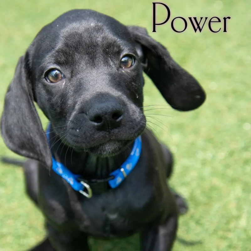 A baby small-sized female Black Mixed Breed dog named Power for adoption in Parkersburg, WV