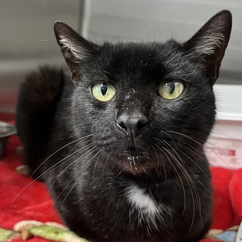 An adult large-sized male Black Domestic Short Hair cat named Cash for adoption in Lakeland, FL