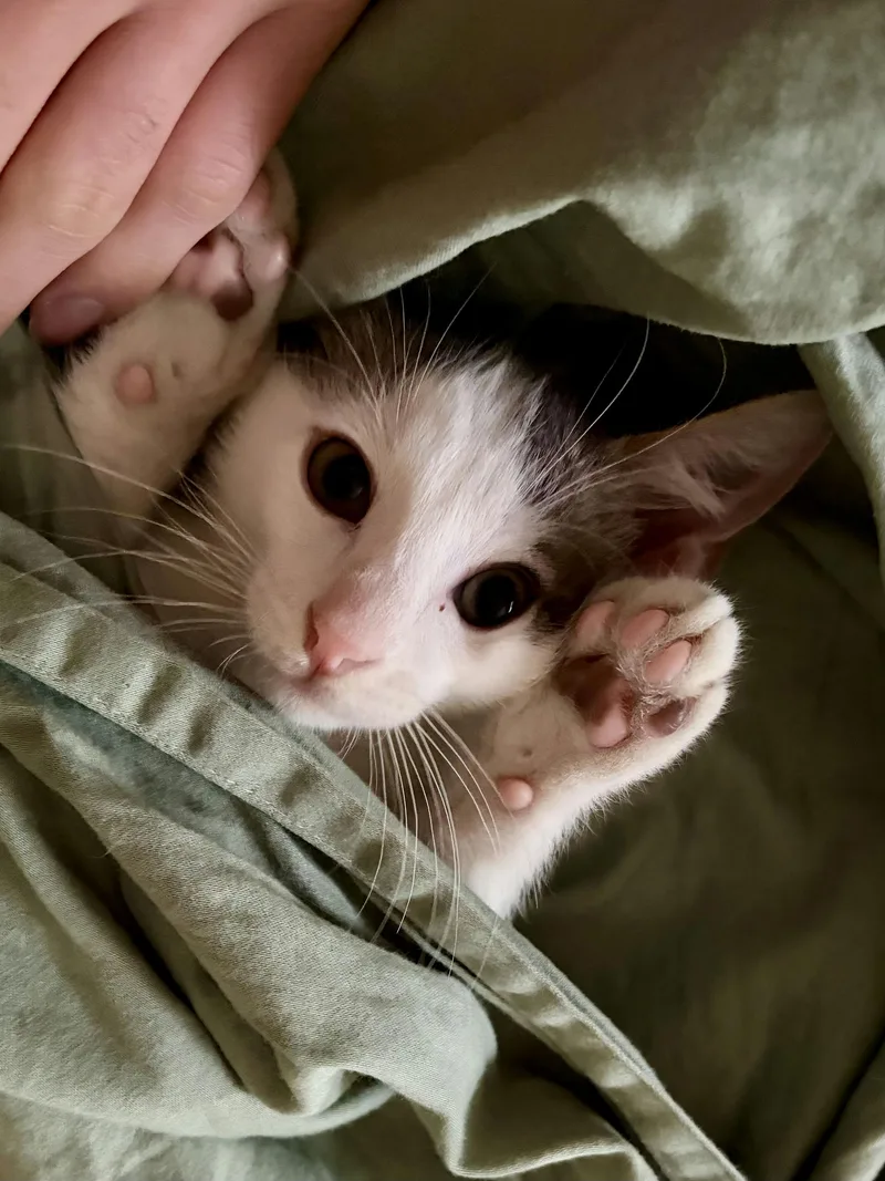 A baby medium-sized male Domestic Short Hair cat named Cosmo for adoption in Houston, TX