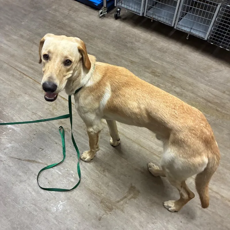 An adult medium-sized male Red / Chestnut / Orange Labrador Retriever dog named Bj for adoption in Pasadena, CA