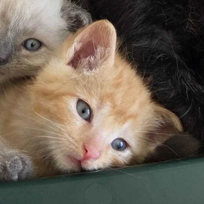 A baby medium-sized male Tabby (Orange / Red) Domestic Short Hair cat named Huckleberry for adoption in Cleveland Heights, OH