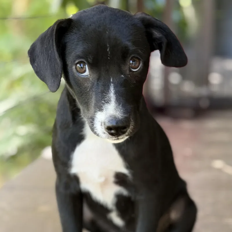 A baby medium-sized female Black Labrador Retriever dog named Jane Would love a for adoption in Lake Forest, IL