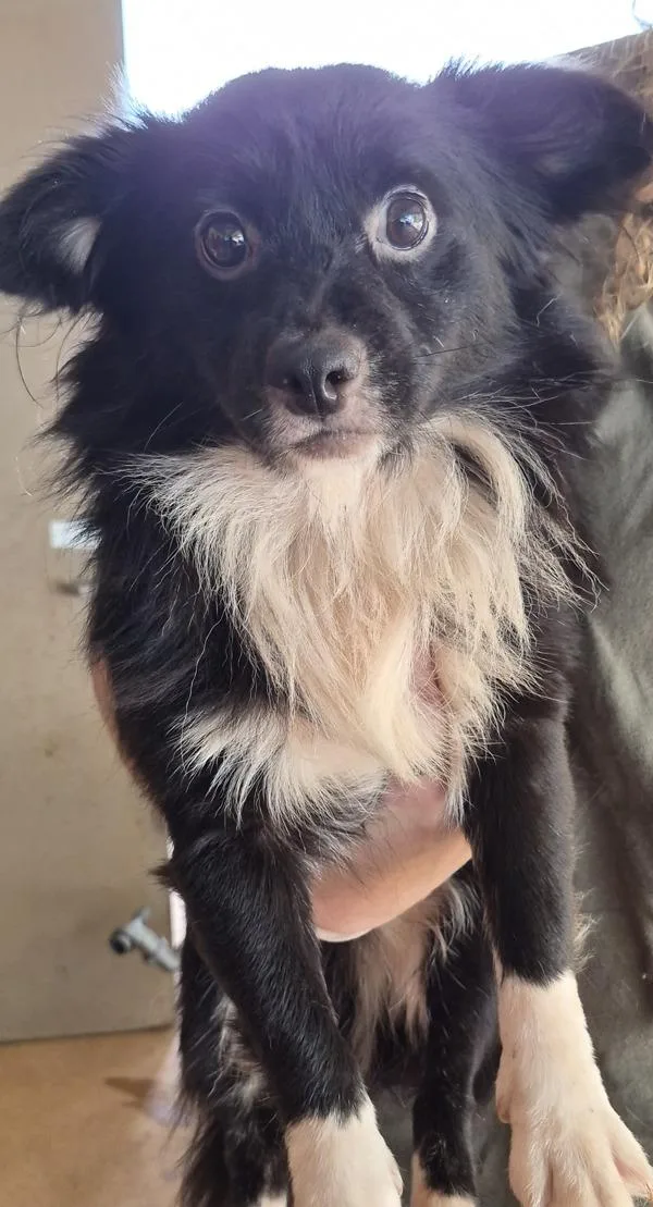 An adult small-sized male Australian Shepherd dog named Cb Frankenweenie for adoption in Lawrenceville, GA