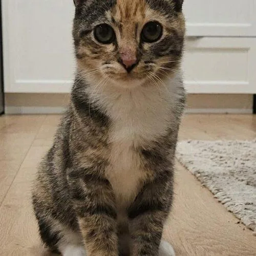 A baby small-sized female Calico Domestic Short Hair cat named Madeleine for adoption in Tampa, FL