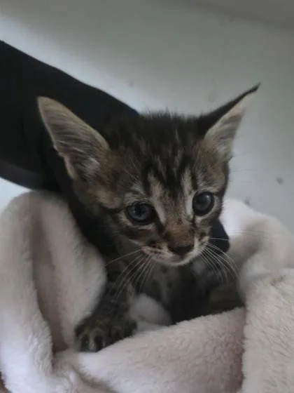 A baby small-sized female Brown / Chocolate Domestic Short Hair cat named 61715641 for adoption in El Paso, TX