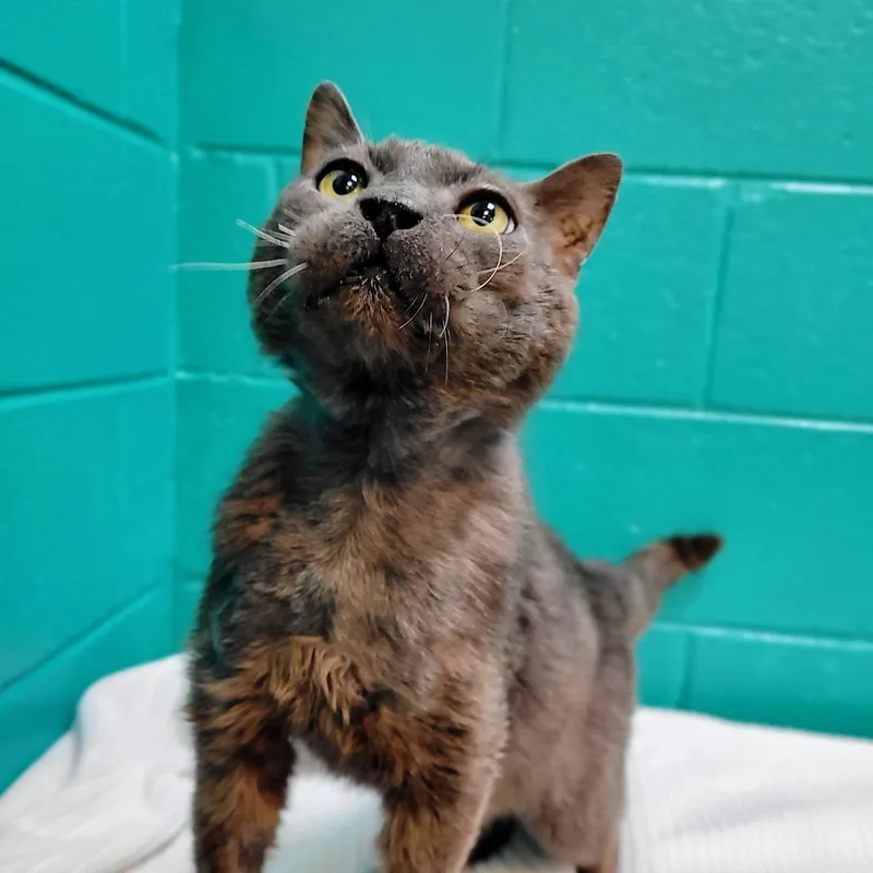 A senior medium-sized male Gray / Blue / Silver Domestic Short Hair cat named Onyx for adoption in Fredericksburg, VA