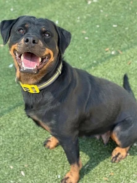 A young large-sized female Rottweiler dog named Baylee for adoption in Hillsboro, NH
