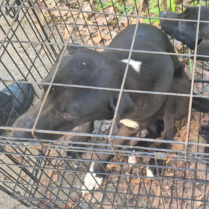 An adult large-sized male Black Labrador Retriever dog named StraySouthAndrewDriveMidnight for adoption in Columbus, GA