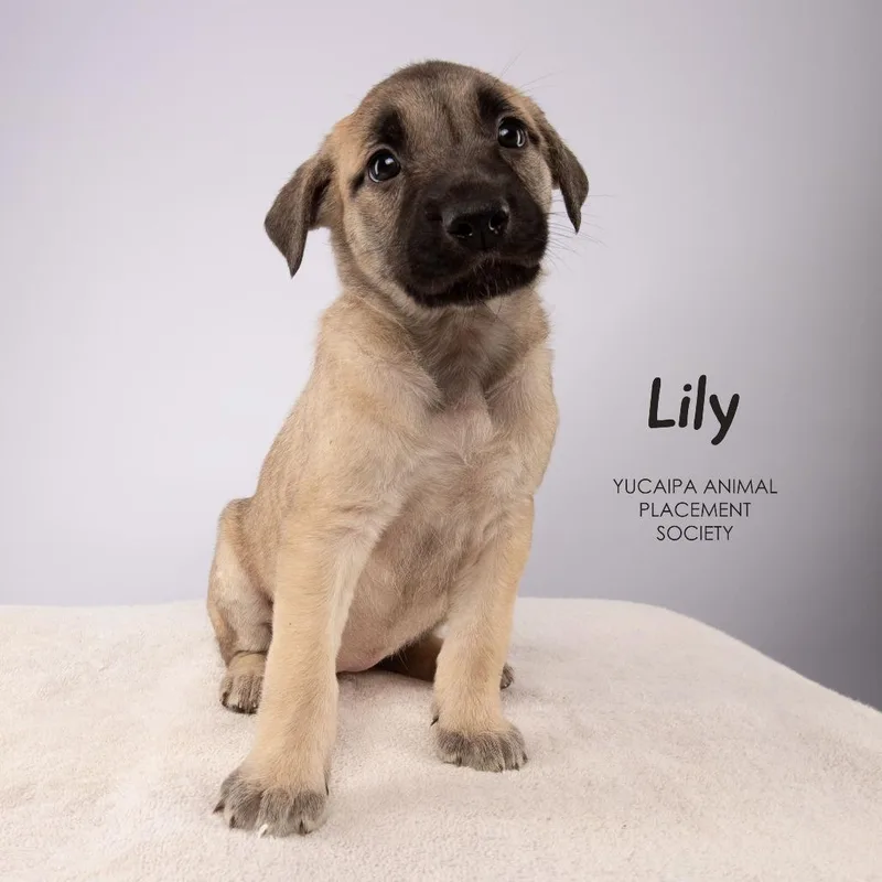 A baby medium-sized female Yellow / Tan / Blond / Fawn Shepherd dog named Lily for adoption in Yucaipa, CA
