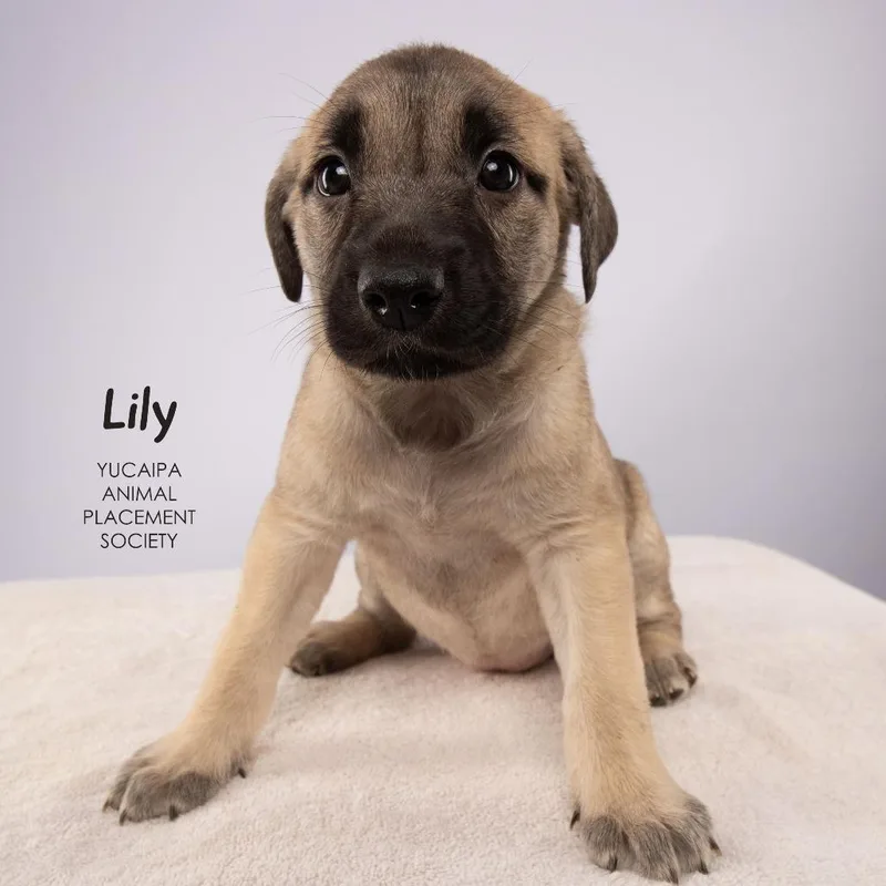 Lily thumbnail 3