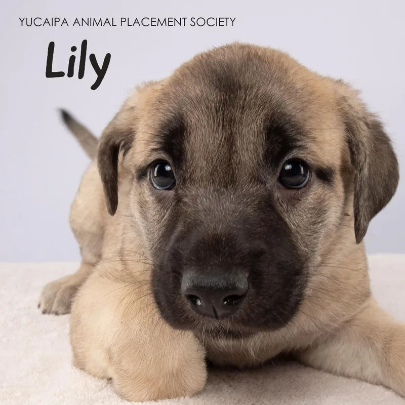 Lily thumbnail 4