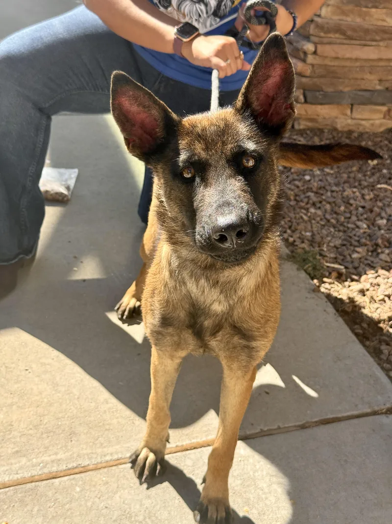 An adult medium-sized female Dutch Shepherd dog named Raven for adoption in El Paso, TX