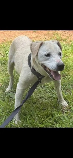 An adult medium-sized female Labrador Retriever dog named Suzy for adoption in Lincolnton, NC