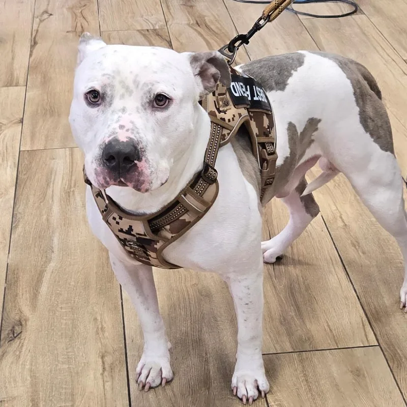An adult small-sized male Pit Bull Terrier dog named Ghost Williams for adoption in Newark, NJ