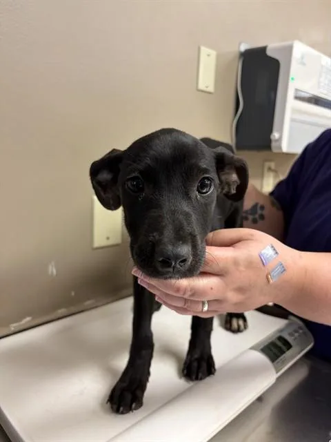 A baby small-sized female Labrador Retriever dog named Trinity for adoption in Conroe, TX