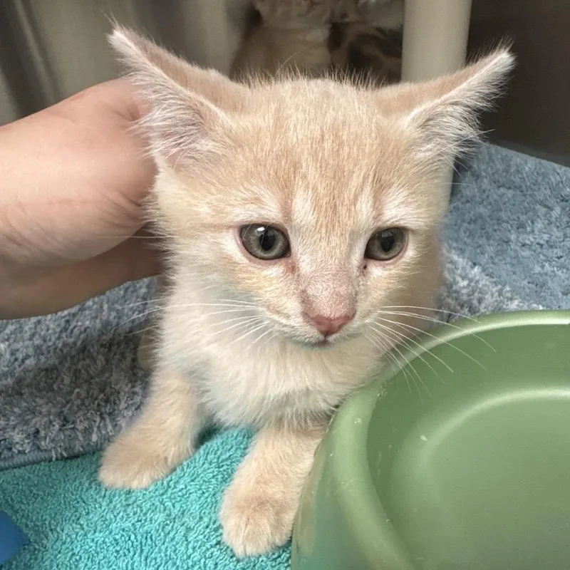 A baby small-sized male Buff / Tan / Fawn Domestic Short Hair cat named Dave for adoption in Lynchburg, VA