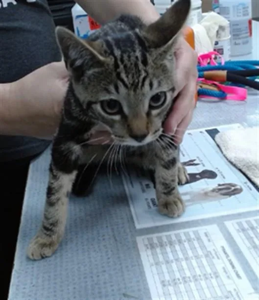 A baby medium-sized male Domestic Short Hair cat named Biscuit for adoption in Salinas, CA