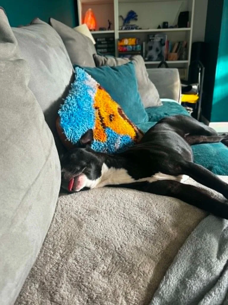 A baby medium-sized female Mixed Breed dog named Marsh for adoption in Detroit, MI