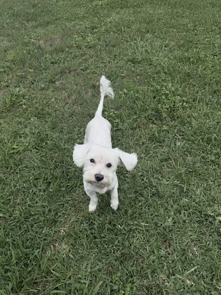 An adult small-sized male White / Cream Maltese dog named Cass for adoption in Richmond, TX