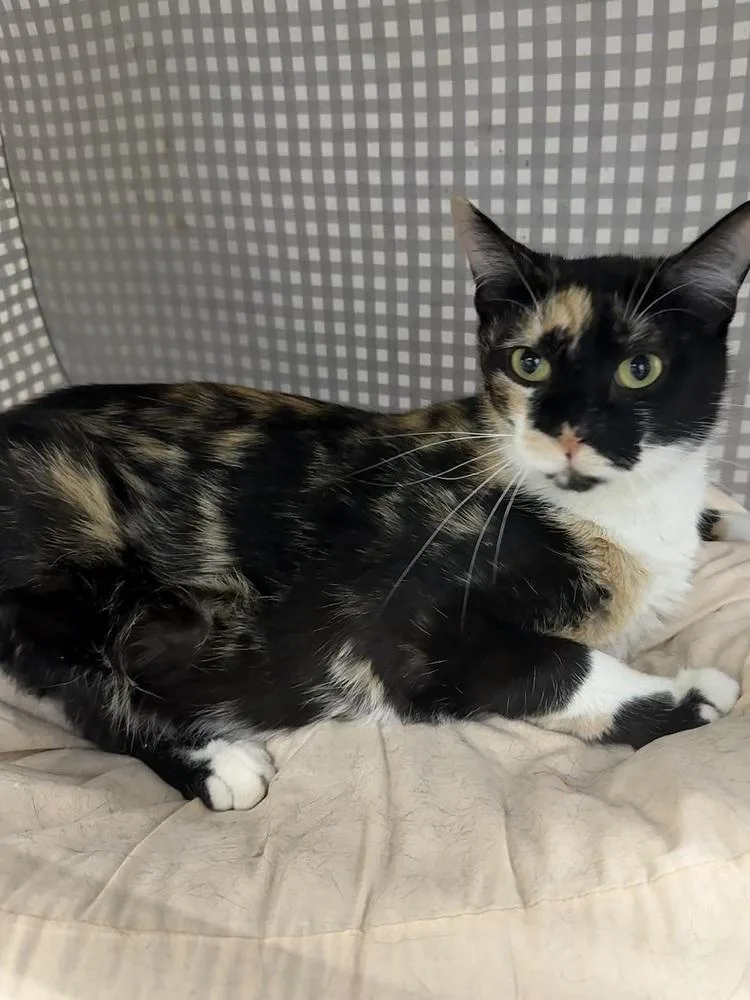 Vesta
