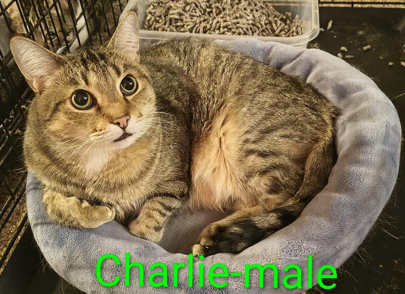An adult large-sized male Domestic Short Hair cat named Charlie for adoption in Marlette, MI