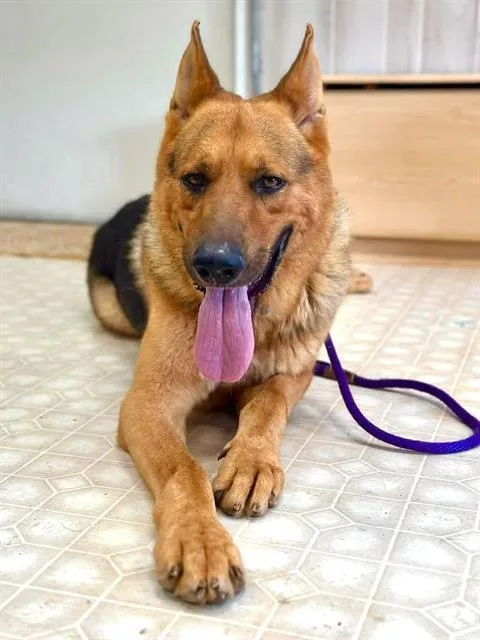 An adult medium-sized male German Shepherd Dog dog named Samson for adoption in Charlotte, NC